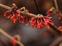 Hamamelis Carmine Red 2016 01 23 9213